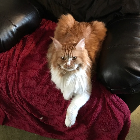 Meet your Posher, Paige - Picture 2 of 8